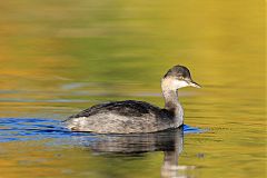 Eared Grebe